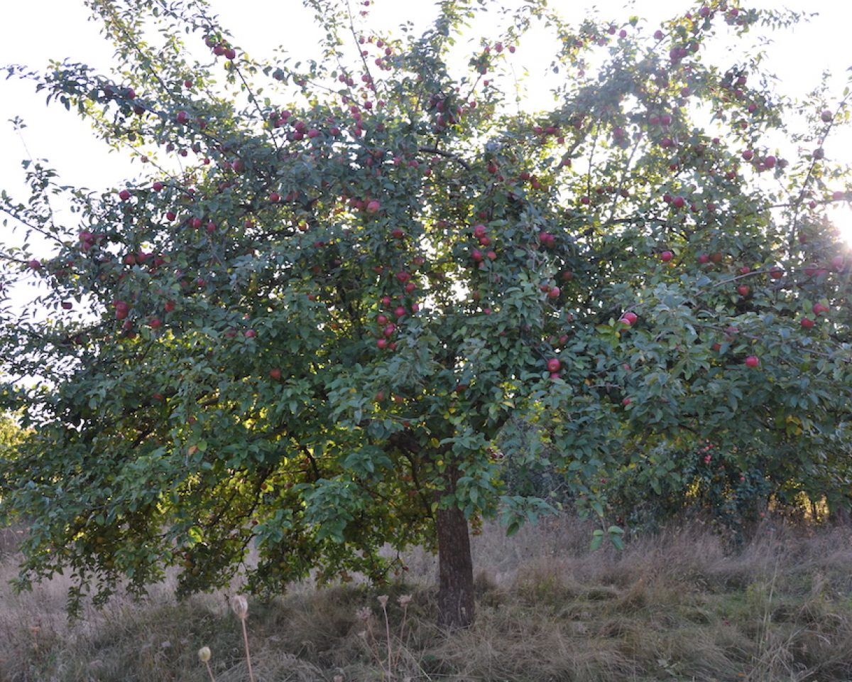 Großes Interesse an Obstbaumaktion des Kreises / Alle 500 Bäume reserviert