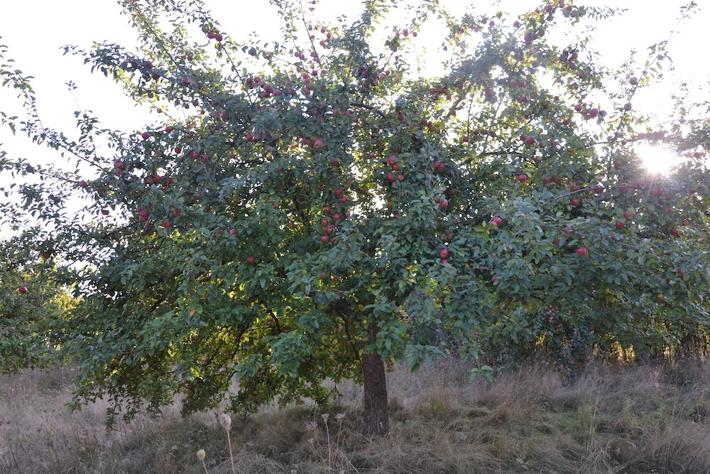 Obstbaumaktion der Stadt Warendorf