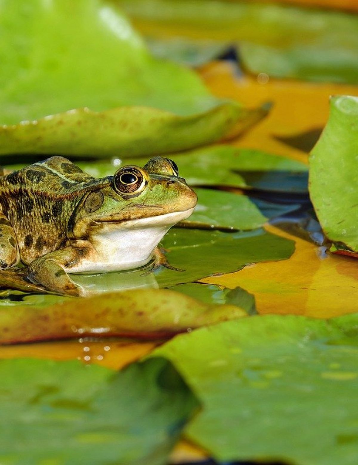 Fortschreibung des Biotopkatasters in Everswinkel