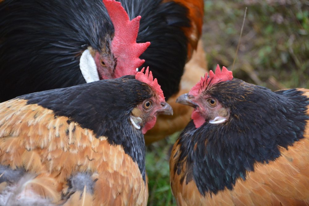 Artgerechte Hühnerhaltung im eigenen Garten