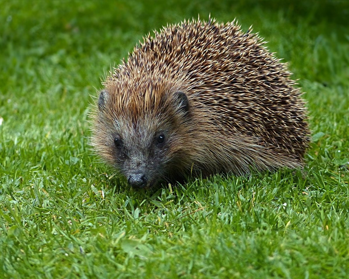 Achtung beim Einsatz von Mährobotern: Gefahren für Igel und andere Wildtiere