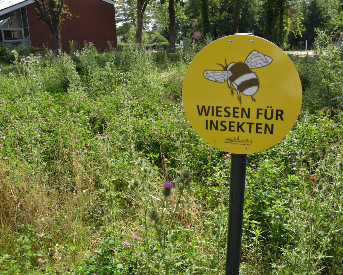 Auf den Blühwiesen in Ahlen: „Es kreucht und fleucht“