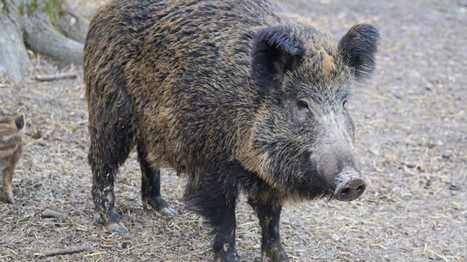 Afrikanische Schweinepest: Gefahr der Einschleppung nach Nordrhein-Westfalen weiterhin hoch