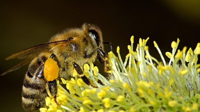 Aktion blühender Vorgarten in Warendorf