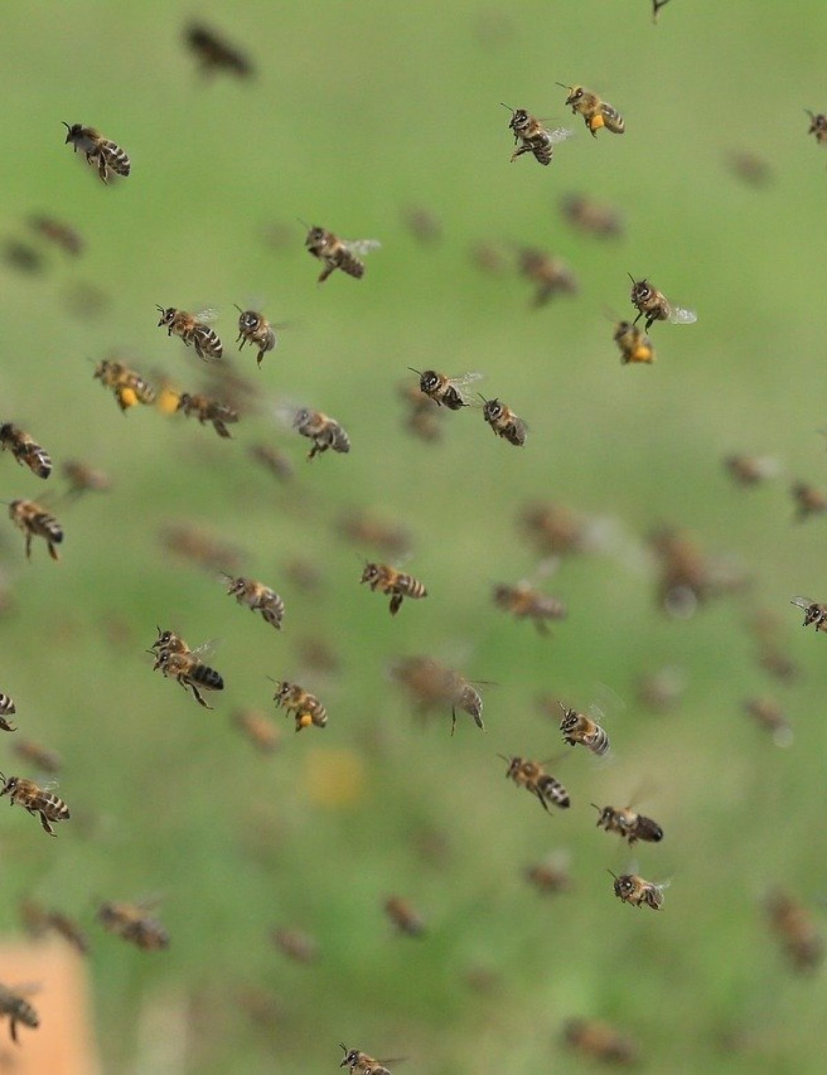 Bienenstock in Klinik Maria Frieden Telgte aufgestellt