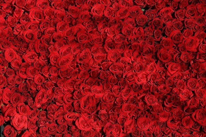 Sag es mit fairen Rosen am Weltfrauentag